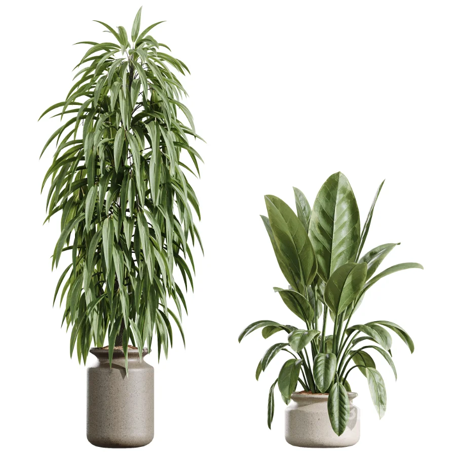 AV Indoor Plants Set 439 Ficus Beliza and Olive and Ficus Binnendijkii and Ficus Marginata and Ficus macrocarpa Image 7