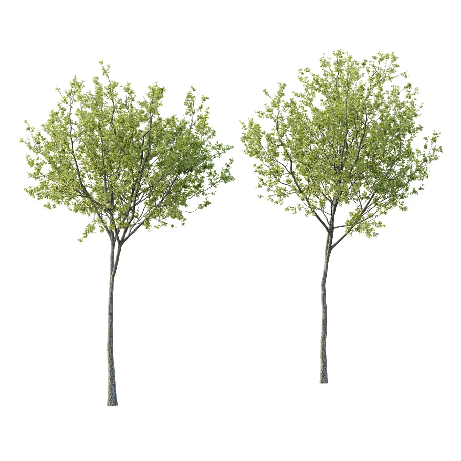 Chinese ash Tree Fraxinus chinensis 08 Image 3