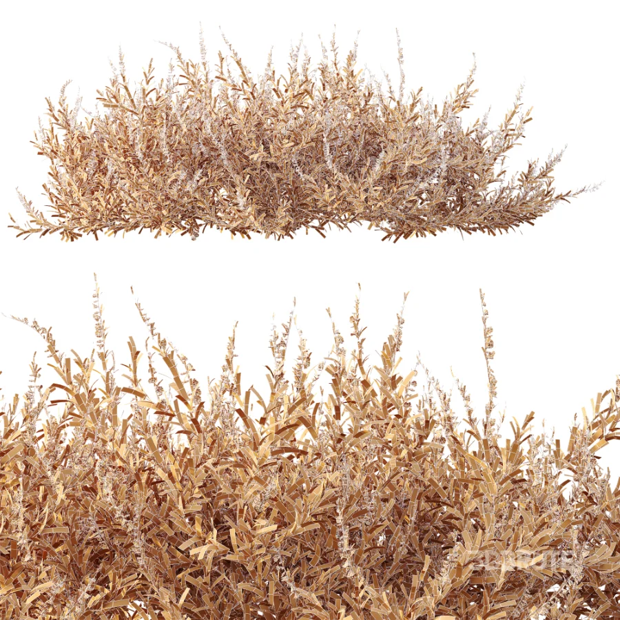 AV Plant Bush Purple Heather Calluna Vulgaris Image 13