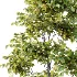 Chinese ash Tree Fraxinus chinensis 03 - Thumbnail 5
