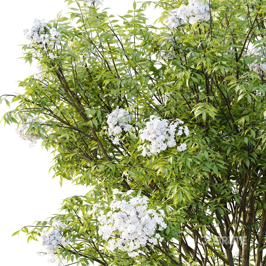Sambucus nigra Tree 05 Image 3