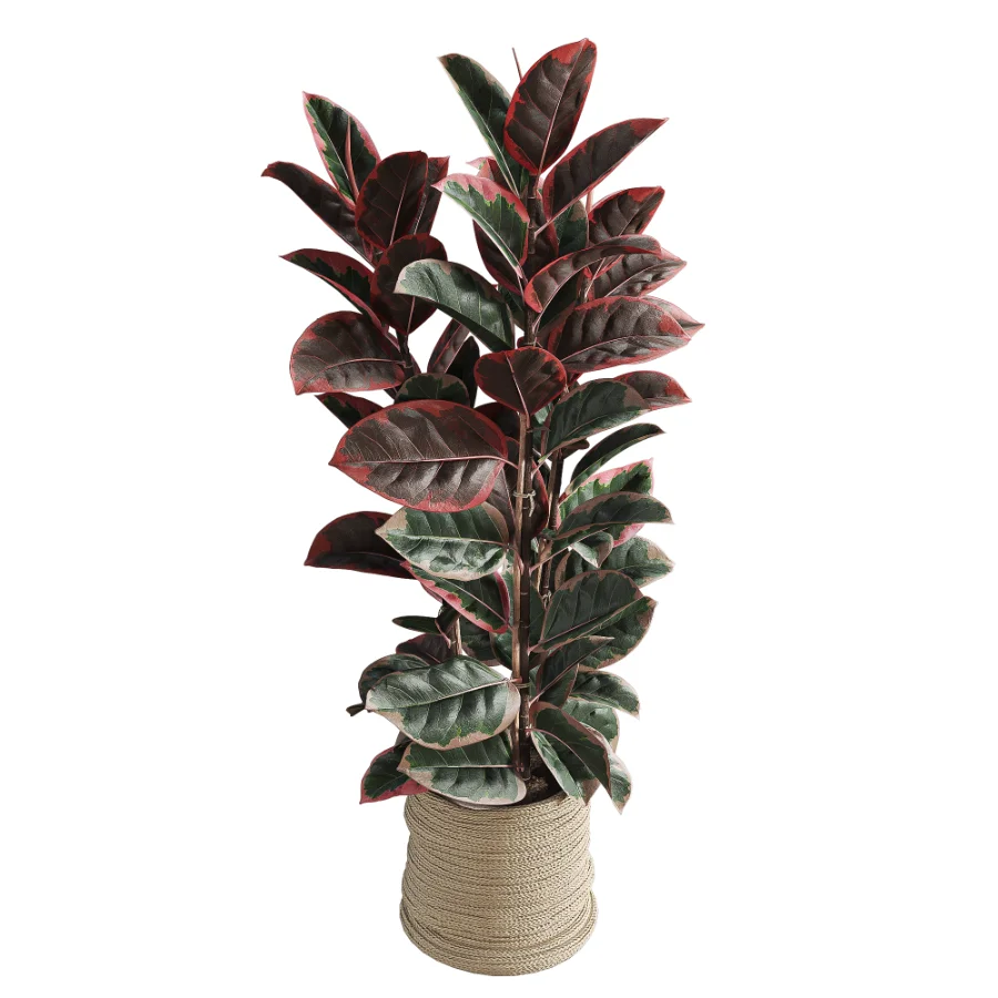 Red Ficus in Jute Pot Image 3
