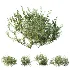 AV Winter plant Snow Wild Erica Multiflora and Snow Juniperus Sabina - Thumbnail 6