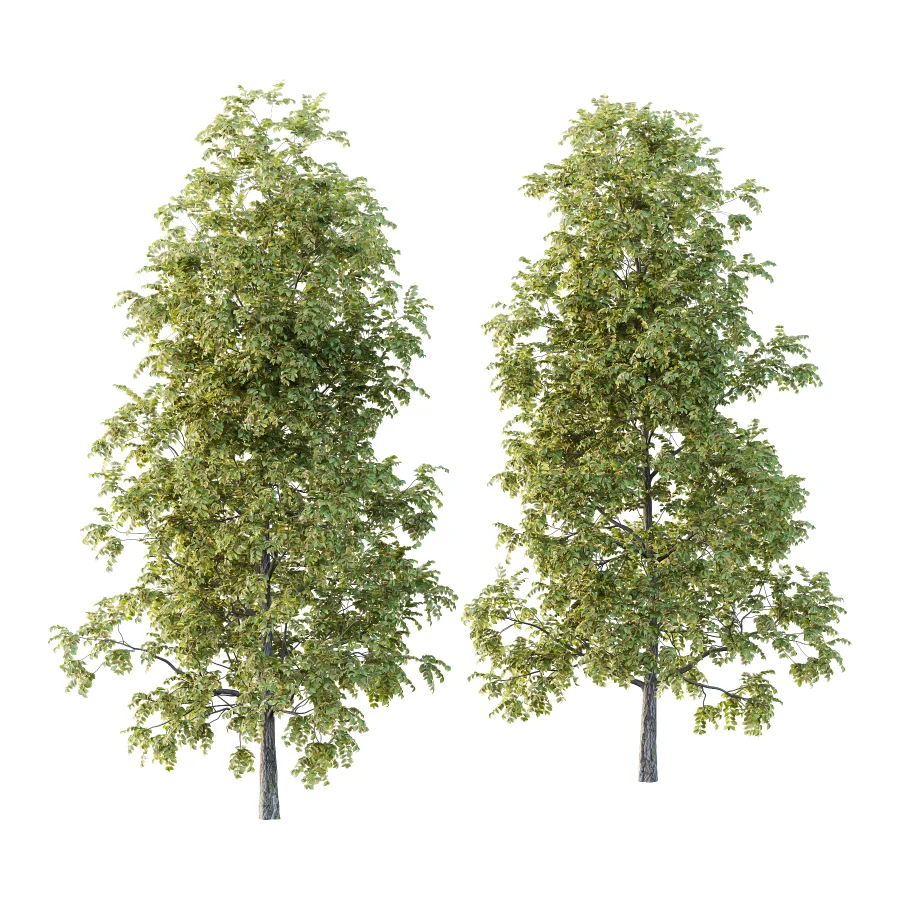 Chinese ash Tree Fraxinus chinensis 01 Image 1