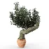 Olive tree - Thumbnail 2