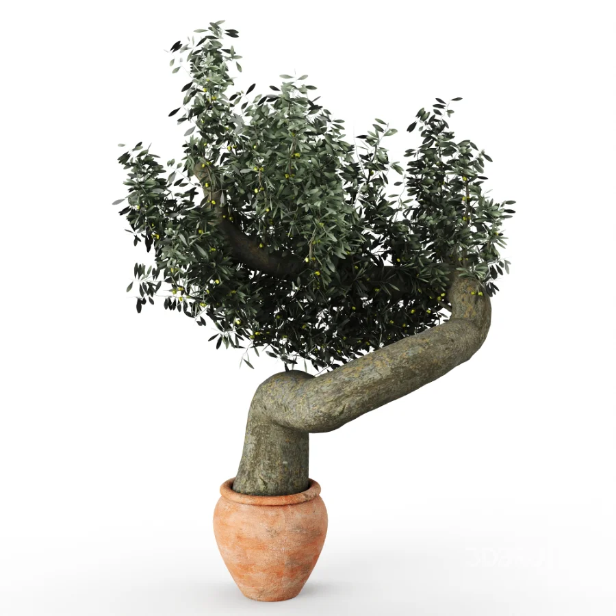 Olive tree Image 2