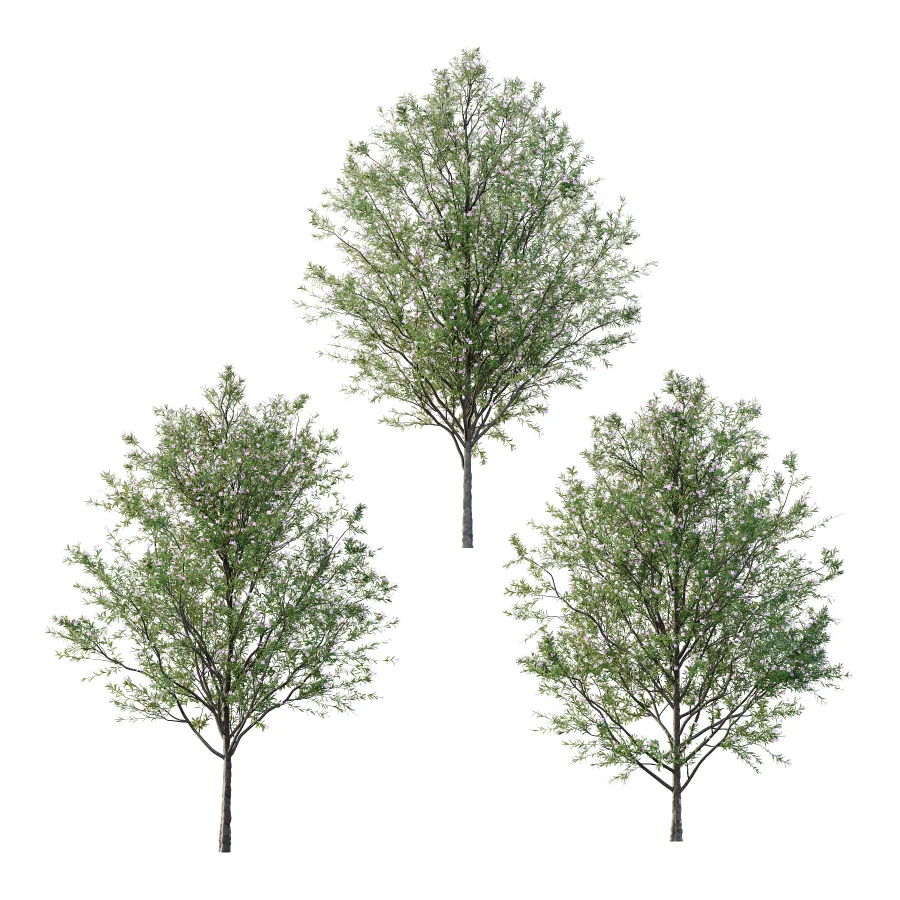 nerium oleander pink tree 02 Image 6