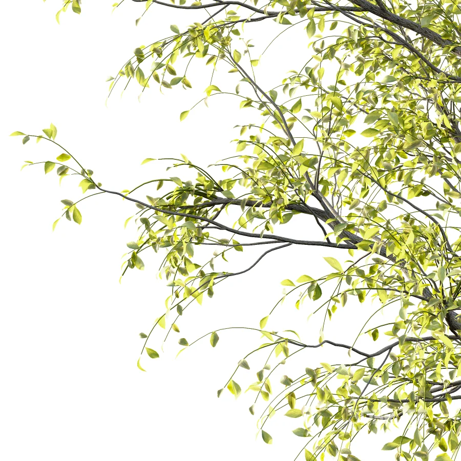 Chinese ash Tree Fraxinus chinensis 05 Image 2