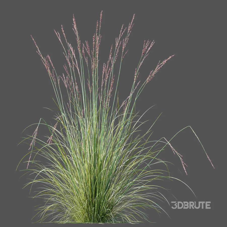 AV Plant Purple Moor Grass Molinia Caerulea Image 10