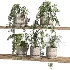 ivy potted plants on shelf - Thumbnail 2