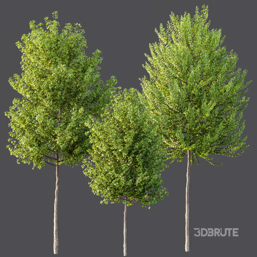 AV Acer X freemanii Freeman Maple Sapindaceae Tree set 03 Image 4