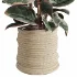 Red Ficus in Jute Pot - Thumbnail 6