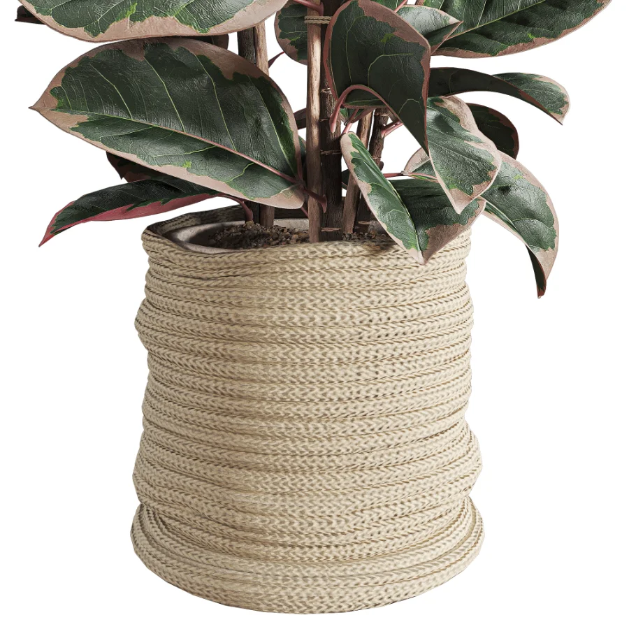 Red Ficus in Jute Pot Image 6