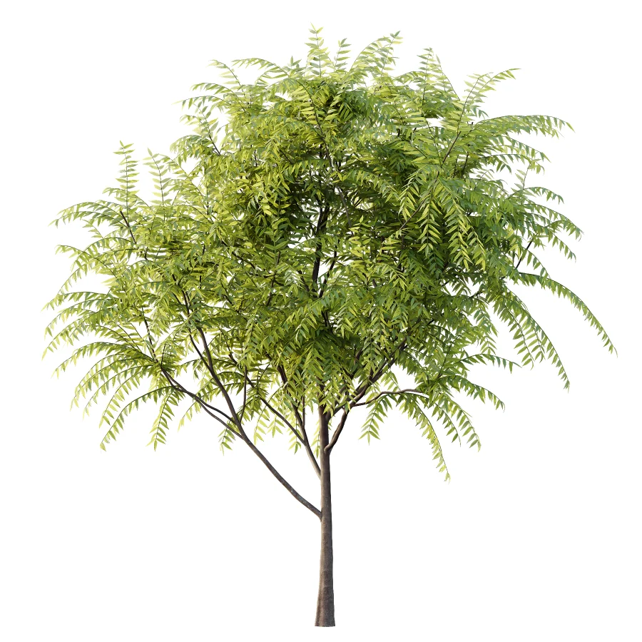 Averrhoa bilimbi Tree 01 Image 3