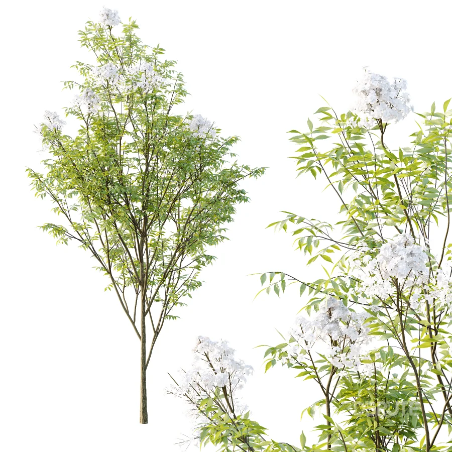 Sambucus nigra Tree 03 Image 2