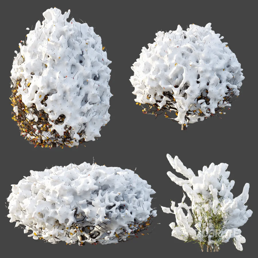 AV Winter Plant Snow Quihoui Privet and Snow Wild Erica Multiflora Image 9