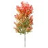 AV Autumn trees Acer X freemanii Freeman Maple Sapindaceae Set set 04 - Thumbnail 1