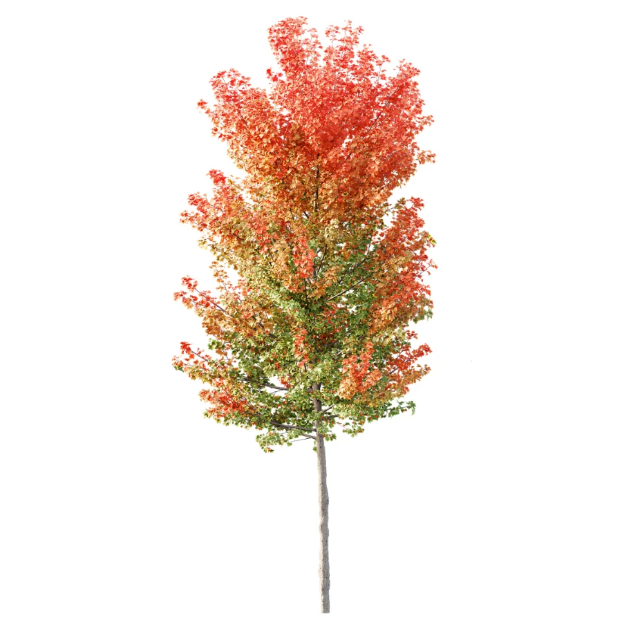 AV Autumn trees Acer X freemanii Freeman Maple Sapindaceae Set set 04 Image 1