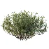 AV Winter Plant Snow Phillyrea Angustifolia Rosemarinifolia and Snow Juniperus Sabina - Thumbnail 5