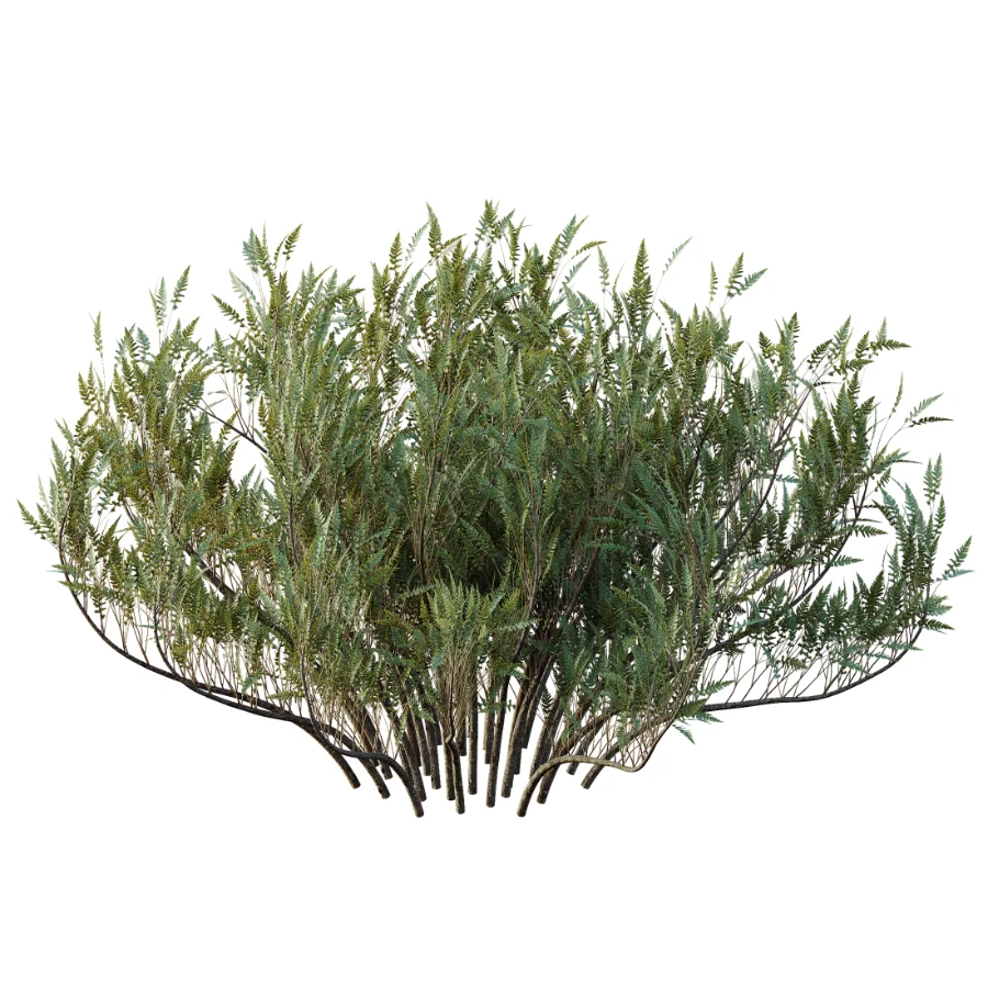 AV Winter Plant Snow Phillyrea Angustifolia Rosemarinifolia and Snow Juniperus Sabina Image 5