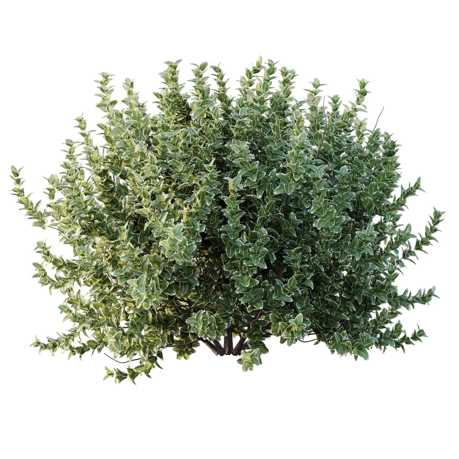 Diffrent Bush 01 Fruits Fortescue Euonymus Image 2