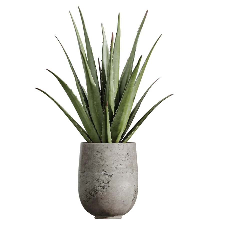 AV Indoor Plants Set 440 Eucalyptus Bouquet and Yucca and Olive and Orange Tree and Aloe Vera Image 1