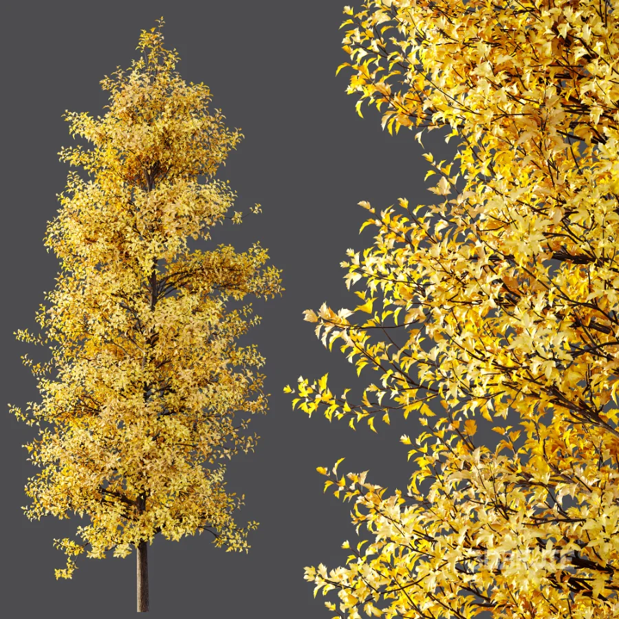 AV Acer Buergerianum Fall and Acer X freemanii Image 4