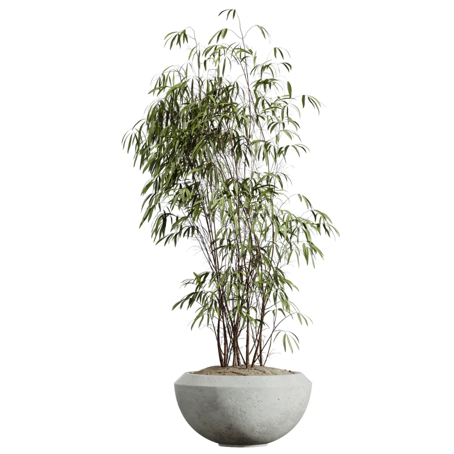 AV Indoor Plants Set 437 Olive and Rubber Ficus and Ficus Marginata and Lime Cane Dragon and Ficus African Fig Image 6