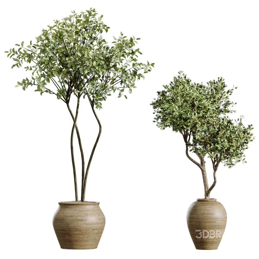 AV Indoor Plants Set 438 Olive and Alocasia Elefantenohr and Yucca Palm and Europaea Olive and Briful Pachira Image 6