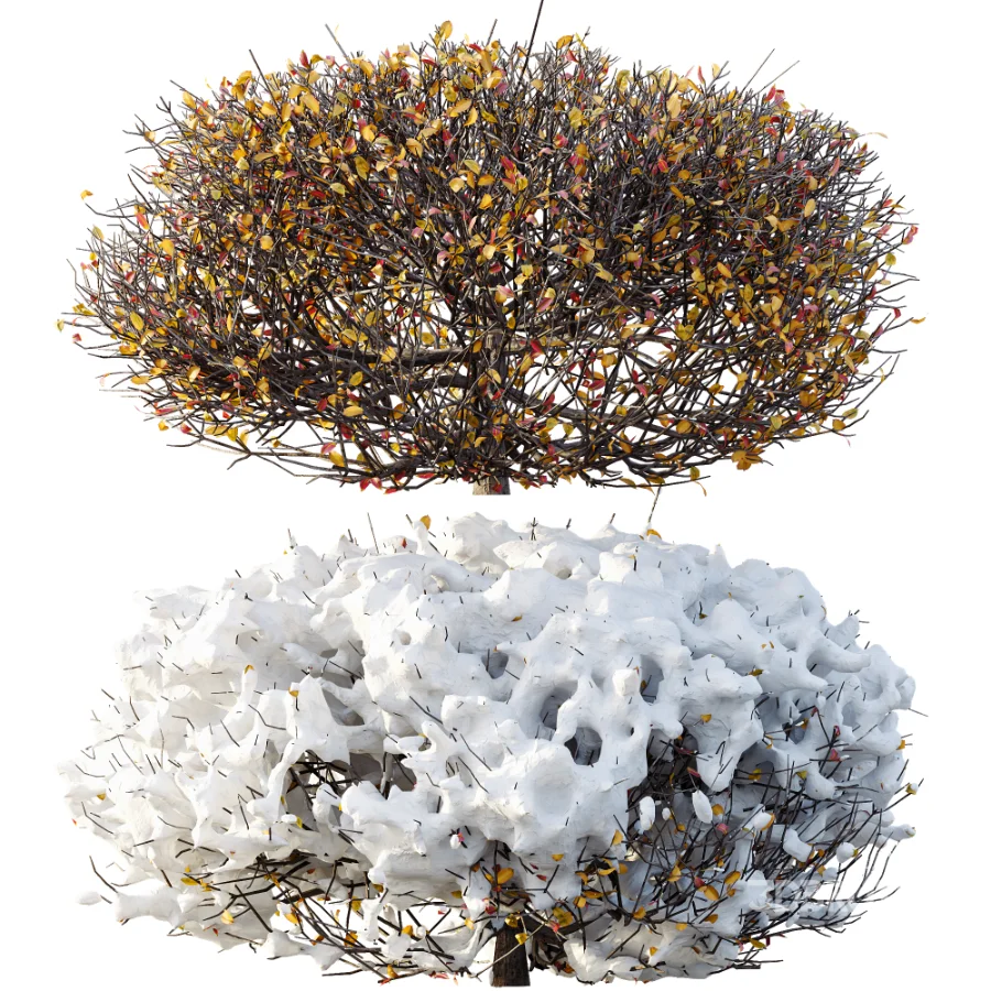 AV Winter Plant Snow Quihoui Privet and Snow Wild Erica Multiflora Image 4