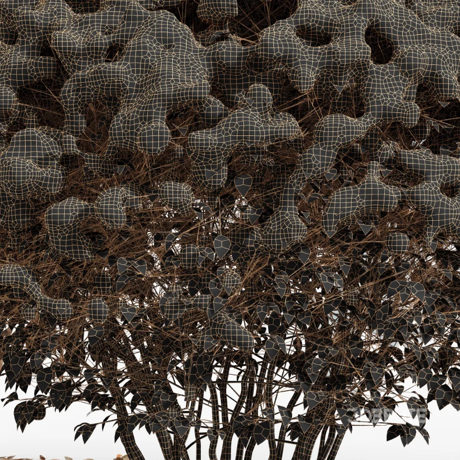 Av Winter Plant darf Yaupon Holly Winter Image 10