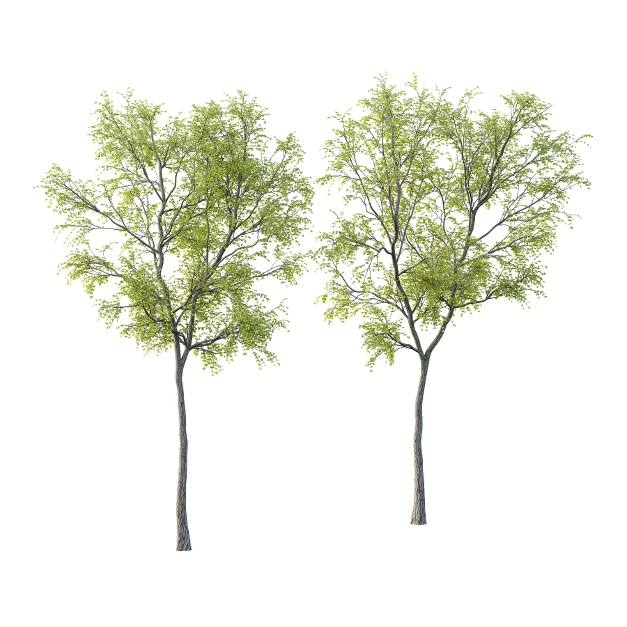 Chinese ash Tree Fraxinus chinensis 06 Image 1