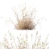 AV Plant Purple Moor Grass Molinia Caerulea Fall - Thumbnail 8