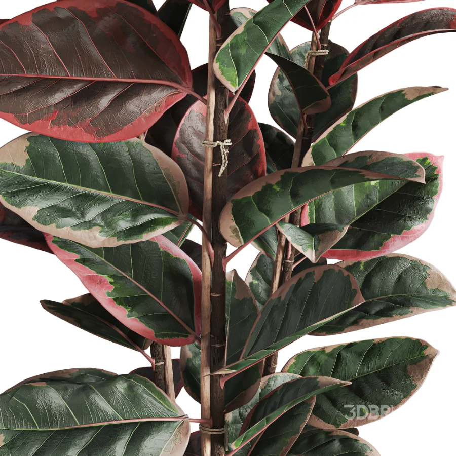 Red Ficus in Jute Pot Image 5