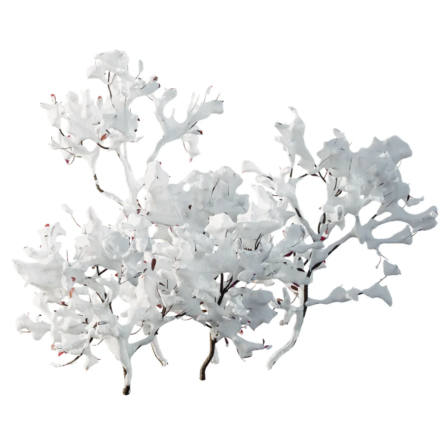 AV Plant Snow Pennsylvania Bayberry and Mexican Sage winter Image 4