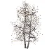 AV Autumn and winter trees Alnus Glutinosa - Thumbnail 2