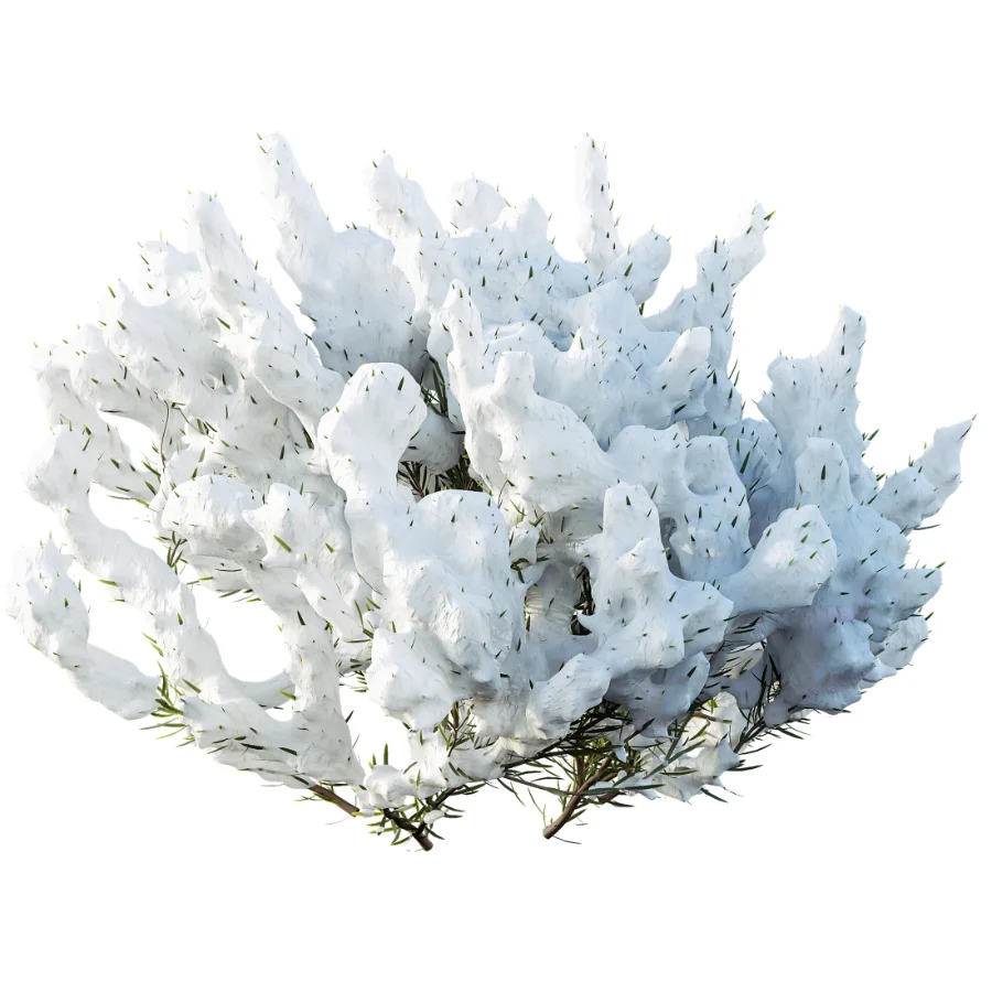 AV Winter plant Snow Wild Erica Multiflora and Snow Juniperus Sabina Image 1