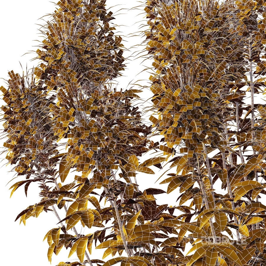 ntal annual, but is impressive for its long flowering period and impressive floral display. We reveal whether the spider flower is hardy and which location is optimal for successful planting.The spider flower belongs to the spider family (Cleomaceae) and comes from subtropical Central and South America. The taxonomy of the beautiful spider flower has not yet been clearly defined, which is why you can also come across names such as Cleome hassleriana and Tarenaya hassleriana when looking for the summer flower. It is often called spiny spider flower or bee plant. The long stamens of the flowers give this special ornamental plant its name. Together with the petals, the appearance is reminiscent of a spider with long legs. This is why it’s known as the “spiny spider flower”. The long and narrow pod fruits are formed during the flowering period from July to October. Depending on the variety, the spider flower shines with pink, purple, red or white flowerheads and grows between 90 and 160cm tall. Image 4