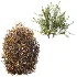 AV Winter Plant Snow Quihoui Privet and Snow Wild Erica Multiflora - Thumbnail 6