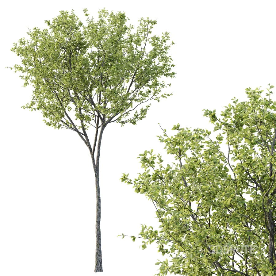 Chinese ash Tree Fraxinus chinensis 08 Image 2