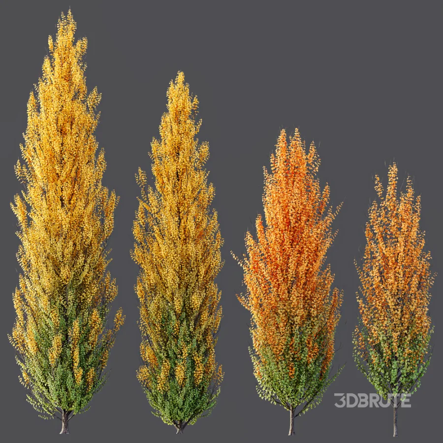 AV Acer X freemanii Freeman Maple Sapindaceae set 06 Image 4