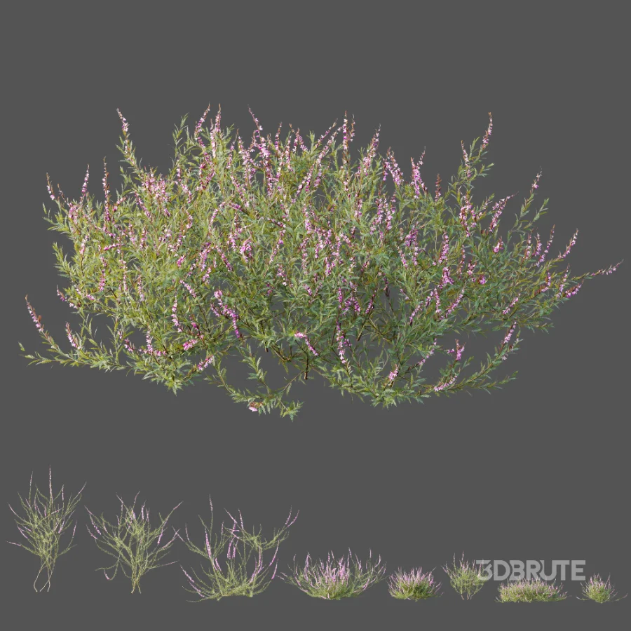 AV Plant Bush Purple Heather Calluna Vulgaris Image 10