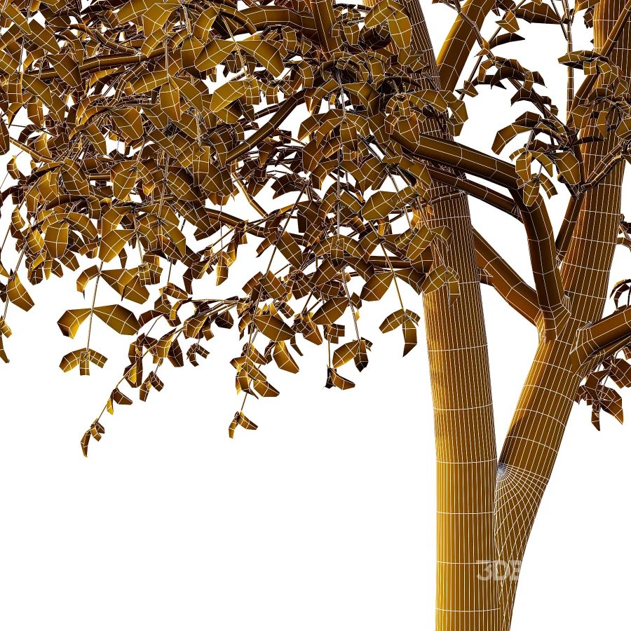 Chinese ash Tree Fraxinus chinensis 06 Image 3