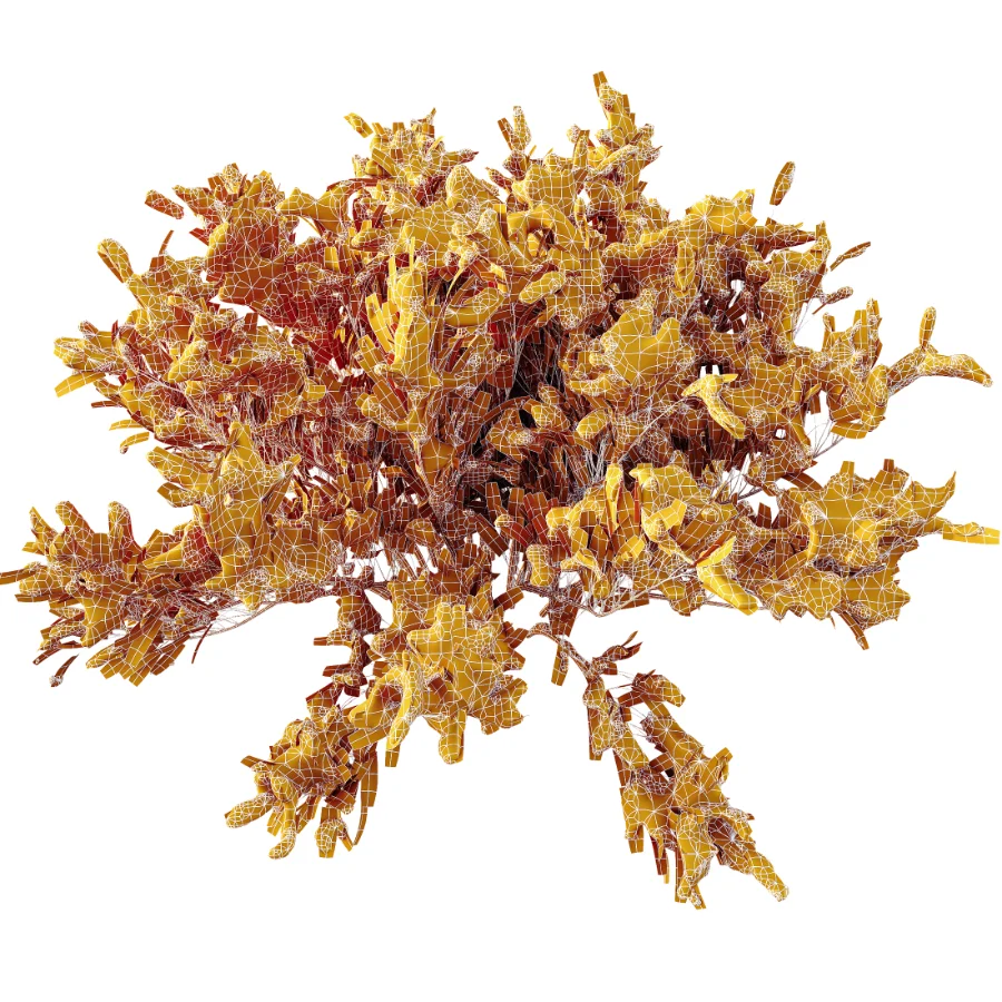 AV Winter Plant Snow Phillyrea Angustifolia Rosemarinifolia and Snow Juniperus Sabina Image 7