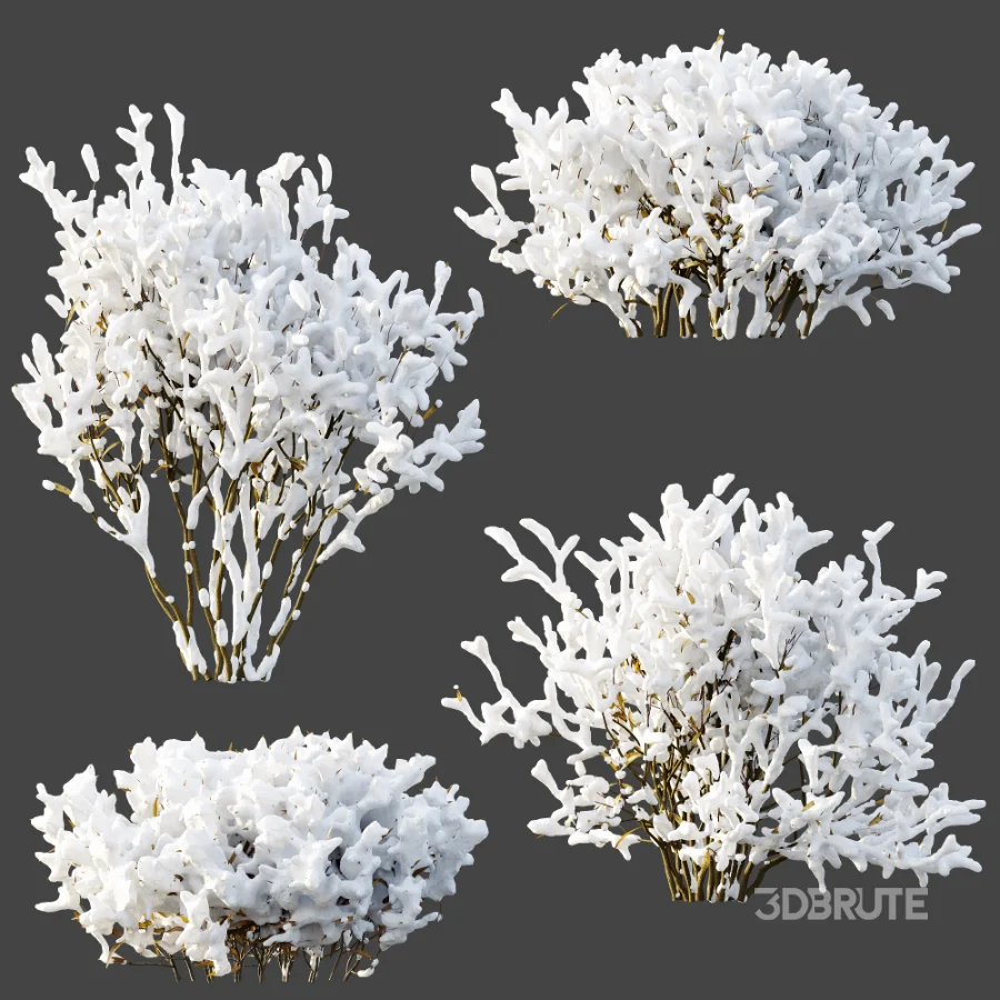 AV Winter Plant Snow Nerium Oleander Flower and Snow Salvia Mexican Sage Image 5