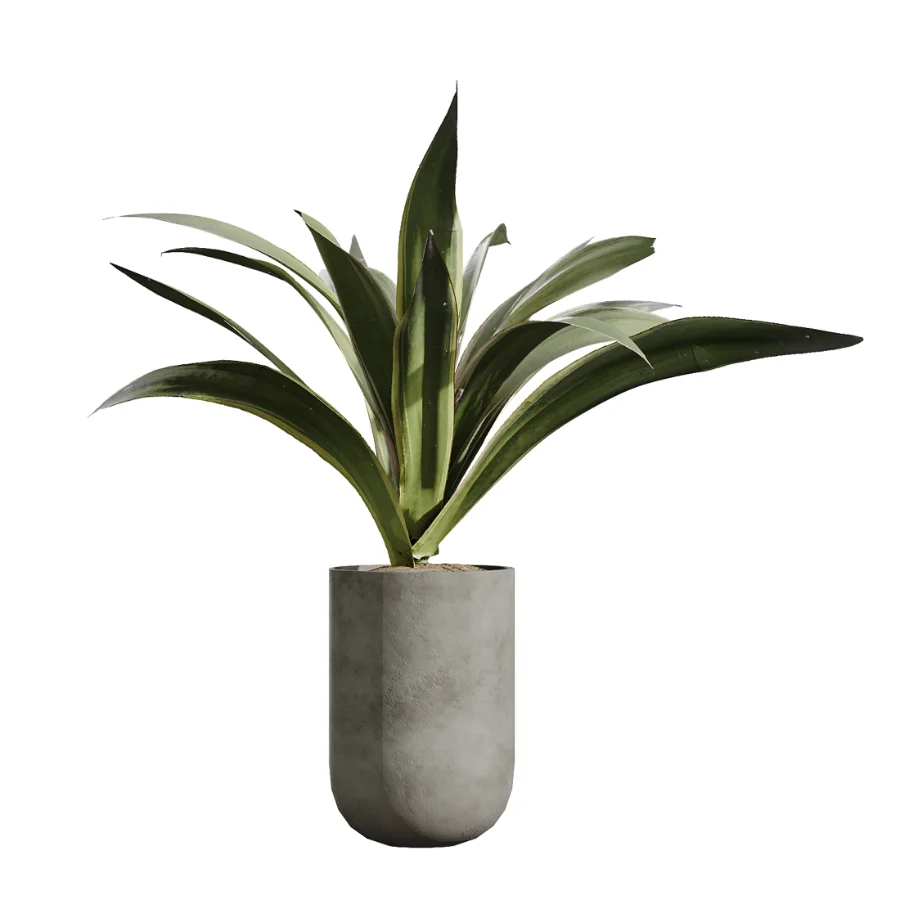 AV Indoor Plants Set 437 Olive and Rubber Ficus and Ficus Marginata and Lime Cane Dragon and Ficus African Fig Image 3