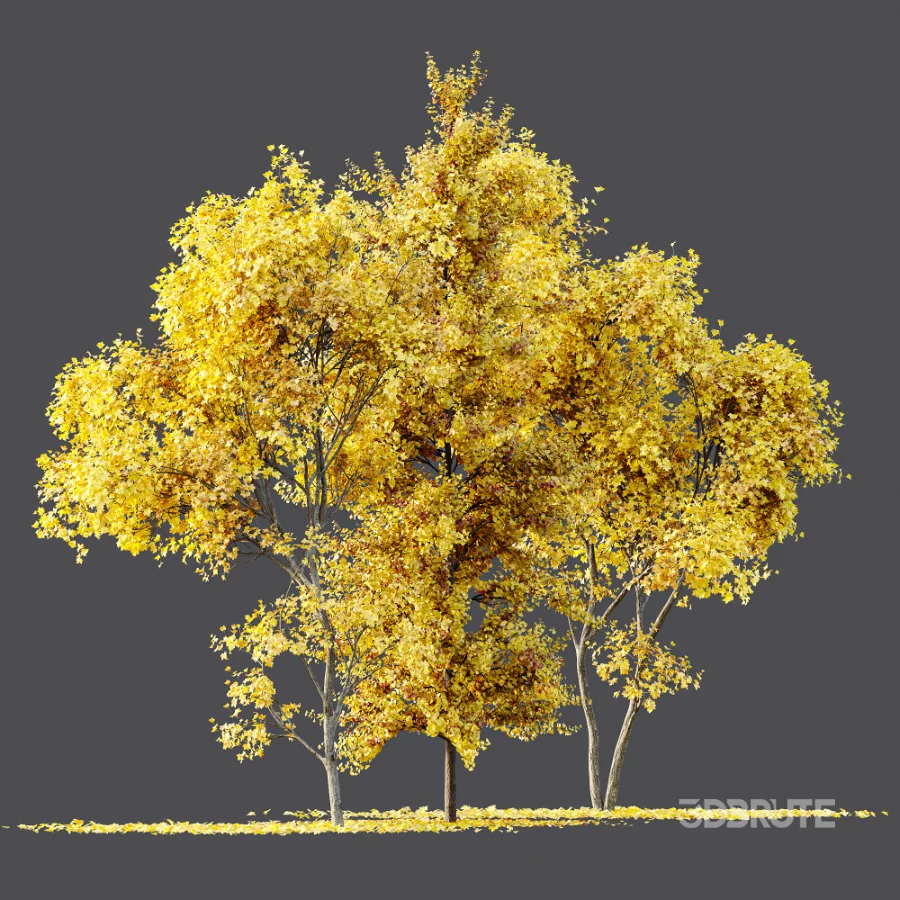 AV Fall trees Acer Saccharinum and Maidenhair Ginkgo Image 4