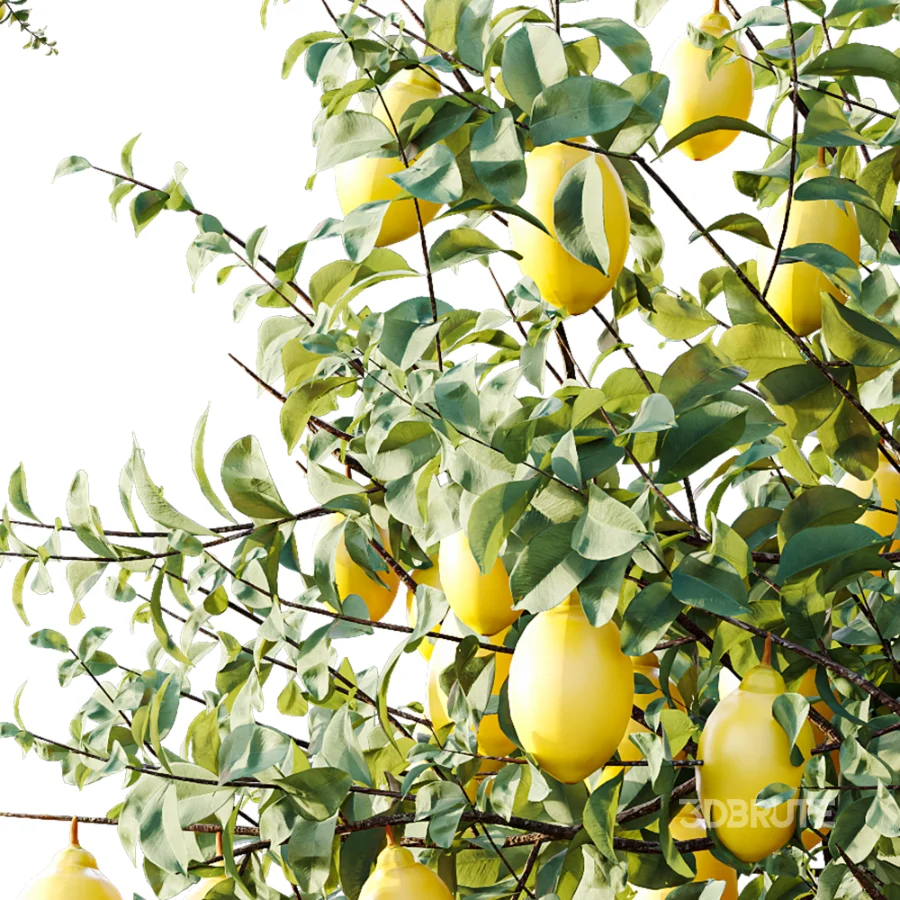 AV Plants Citrus Meyer Lemon Orange Version02 Image 1