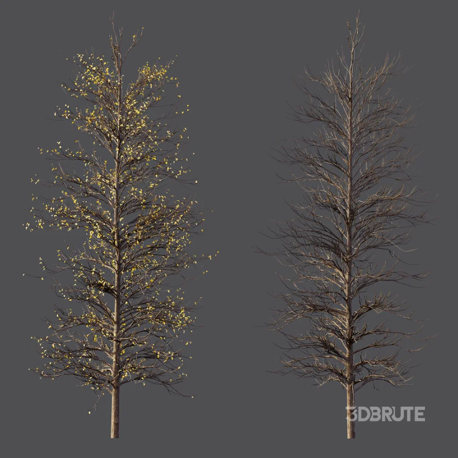 AV Autumn trees Real Tree Acer Buergerianum Image 5