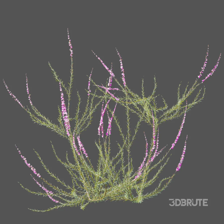 AV Plant Bush Purple Heather Calluna Vulgaris Image 6